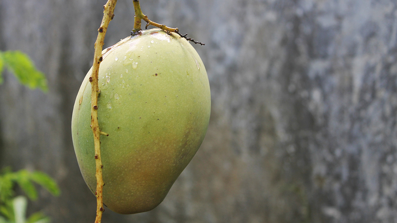 Read more about the article Mango